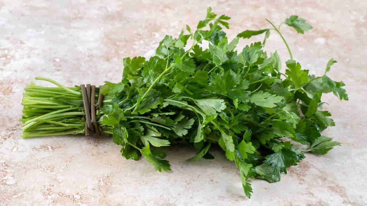 Coriander Storage Hacks: మీ ఇంట్లో కొత్తిమీర వాడిపోతుందా? ఇలా చేస్తే తాజాగా ఉంటుంది.. అద్భుతమైన ట్రిక్స్‌!