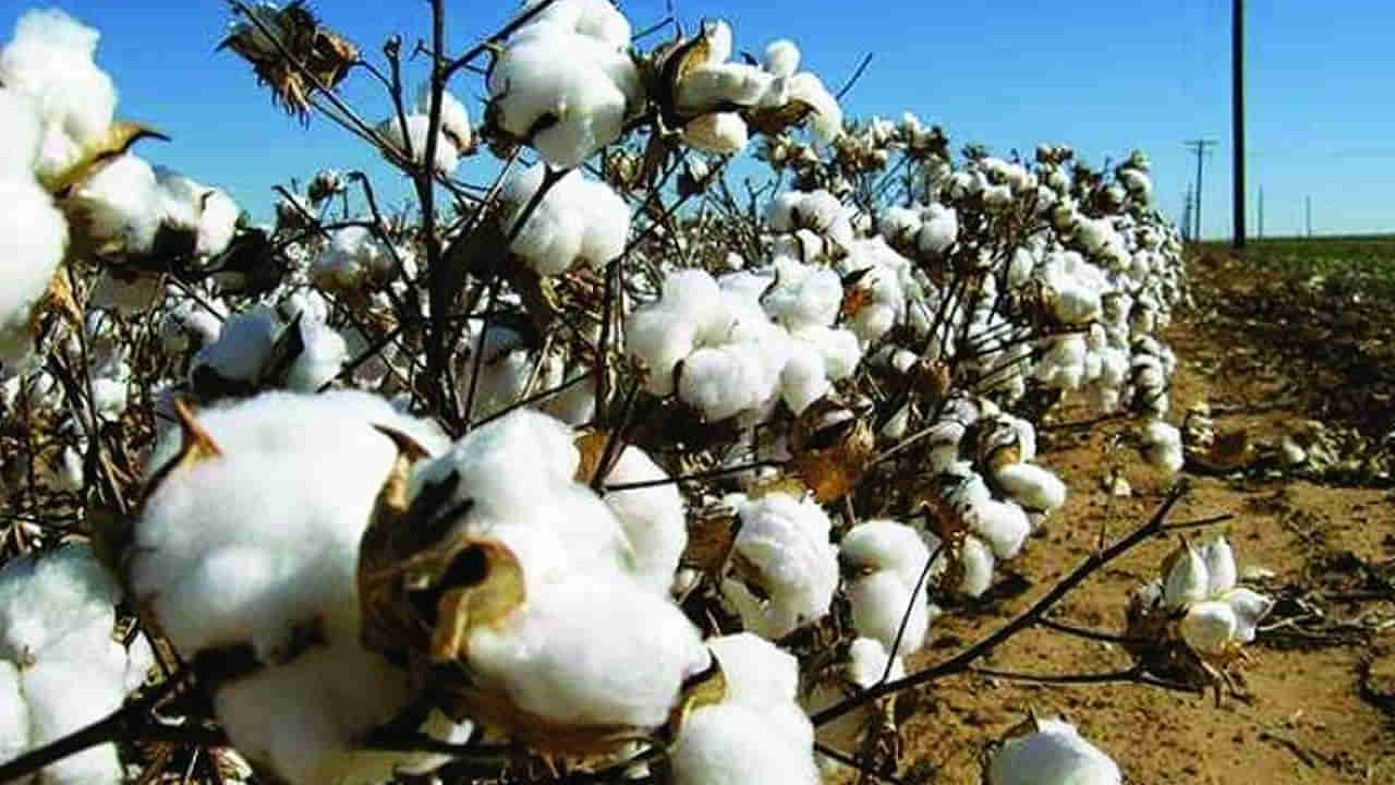 Cotton farmers: పత్తి రైతులకు శుభవార్త.. ఈ యాప్లో ఎంట్రీ చేసుకుంటే క్వింటాకు రూ.8,110..!