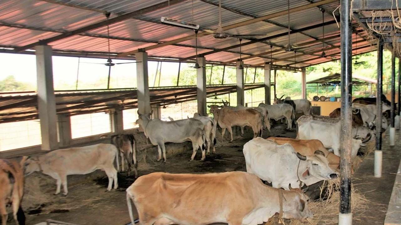 Andhra: అదేపనిగా బిగ్గరగా అరుస్తున్న పశువులు.. అనుమానమొచ్చి యజమాని వెళ్లి చూడగా..!