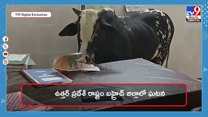 ఆసుపత్రిలోకి వచ్చిన ఎద్దు .. ఏం చేసిందంటే వీడియో ఆసుపత్రిలోకి వచ్చిన ఎద్దు .. ఏం చేసిందంటే వీడియో