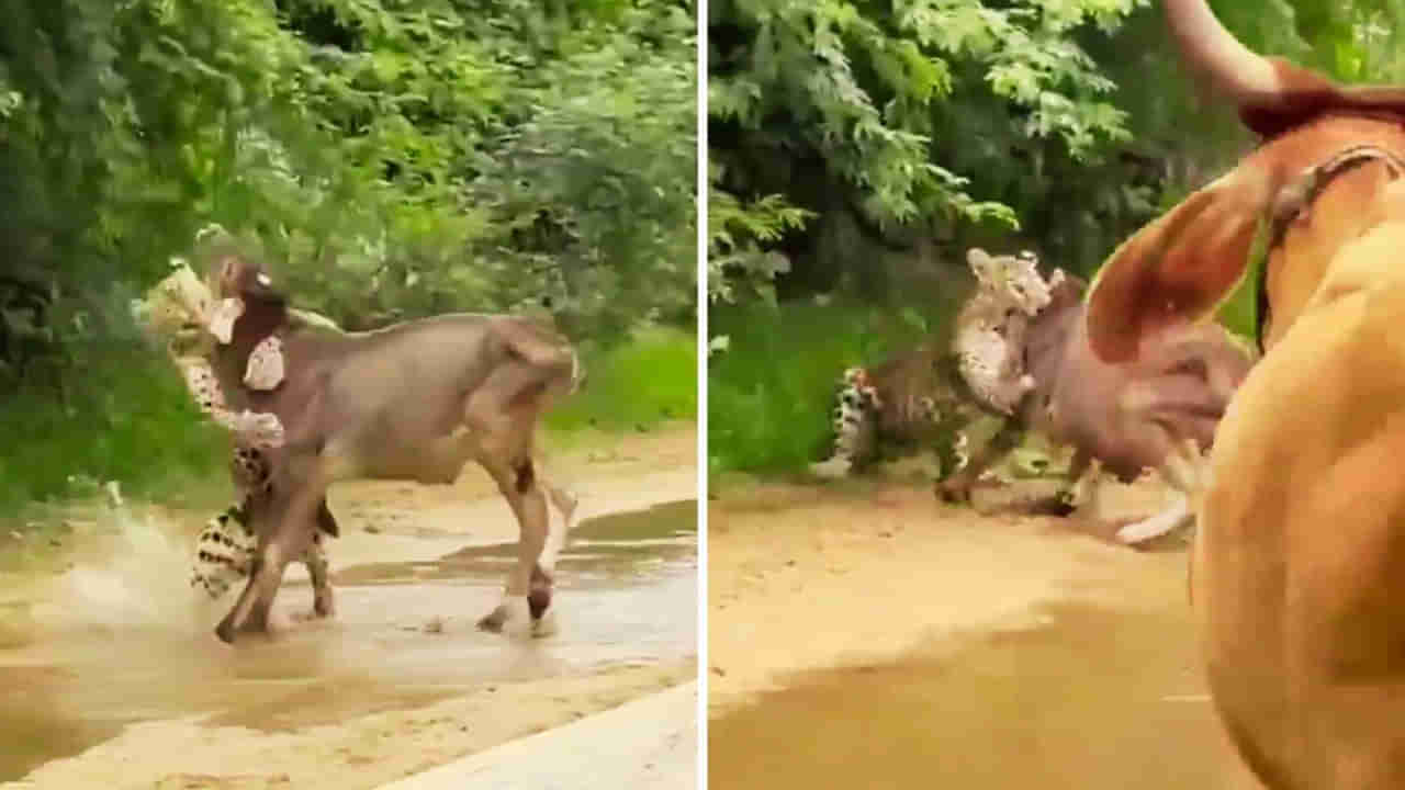 Viral Video: తల్లి ప్రేమ అంటే ఇదీ.. దూడపై దాడి చేసిన చిరుత.. రఫ్పాడించిన ఆవు..