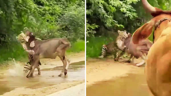 Viral Video: తల్లి ప్రేమ అంటే ఇదీ.. దూడపై దాడి చేసిన చిరుత.. రఫ్పాడించిన ఆవు..