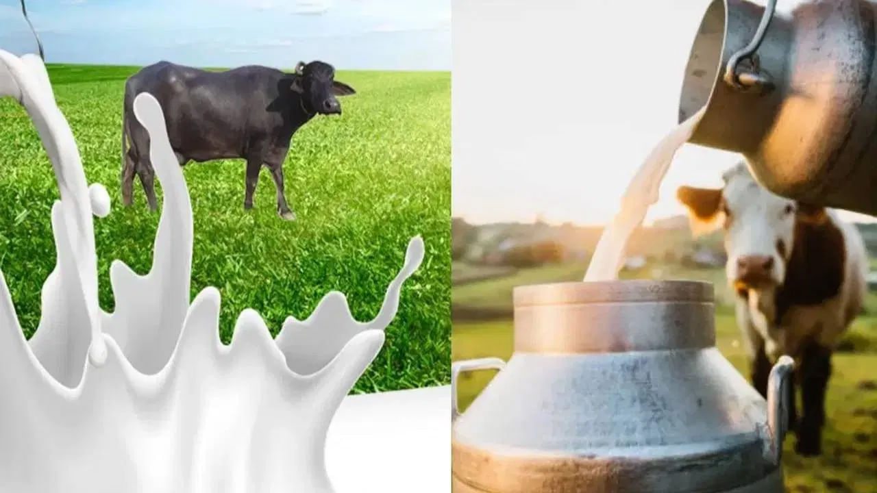 దాదాపు అందరూ ప్రతి ఉదయం పాలతో తమ రోజును ప్రారంభిస్తారు. కాఫీ, టీ లేదంటే గ్లాసుడు పాలు తాగందే చాలా మందికి రోజు ప్రారంభంకాదు. అయితే కొంతమంది ఆవు పాలు తాగితే.. మరికొందరు గేదె పాలు తాగుతారు. అయితే ఏ పాలు మన ఆరోగ్యానికి మేలు చేస్తాయో అనే విషయంలో చాలా మందికి సందేహం ఉంది. 