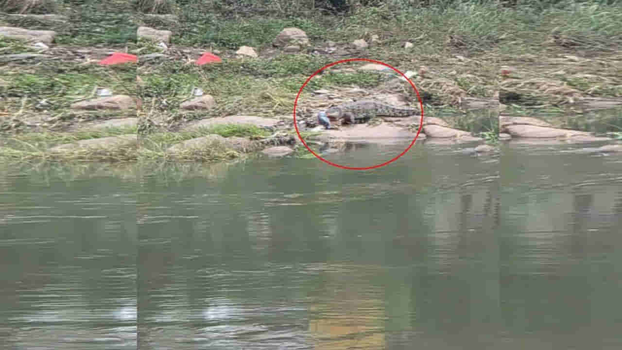 Watch Video: వామ్మో.. మరోసారి మూసీ నదిలో మొసలి ప్రత్యక్షం.. ఎక్కడో తెలుసా?