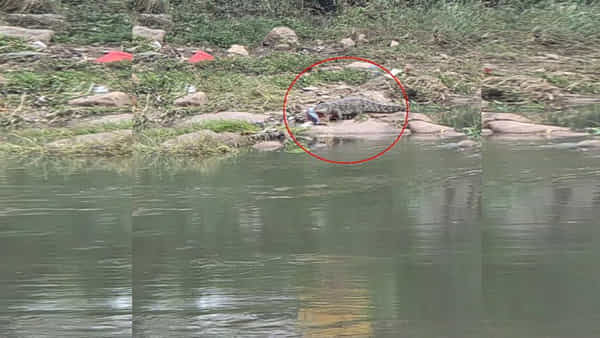 Watch Video: వామ్మో.. మరోసారి మూసీ నదిలో మొసలి ప్రత్యక్షం.. ఎక్కడో తెలుసా?