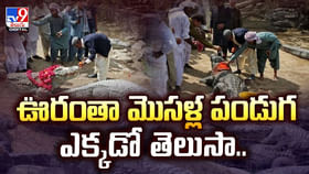 ఊరంతా మొసళ్ల పండుగ ఎక్కడో తెలుసా.. ఊరంతా మొసళ్ల పండుగ ఎక్కడో తెలుసా..