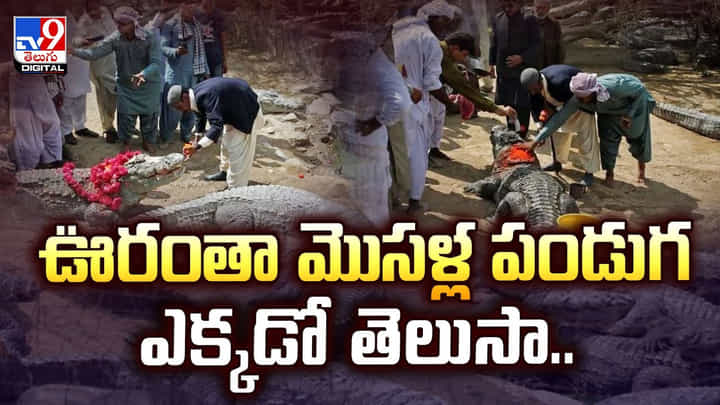 ఊరంతా మొసళ్ల పండుగ ఎక్కడో తెలుసా.. ఊరంతా మొసళ్ల పండుగ ఎక్కడో తెలుసా..