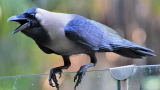 మీకు గ్యాస్ సమస్య ఉందా.? ఈ ఇంటి చిట్కాలతో హాంఫట్ స్వాహా..