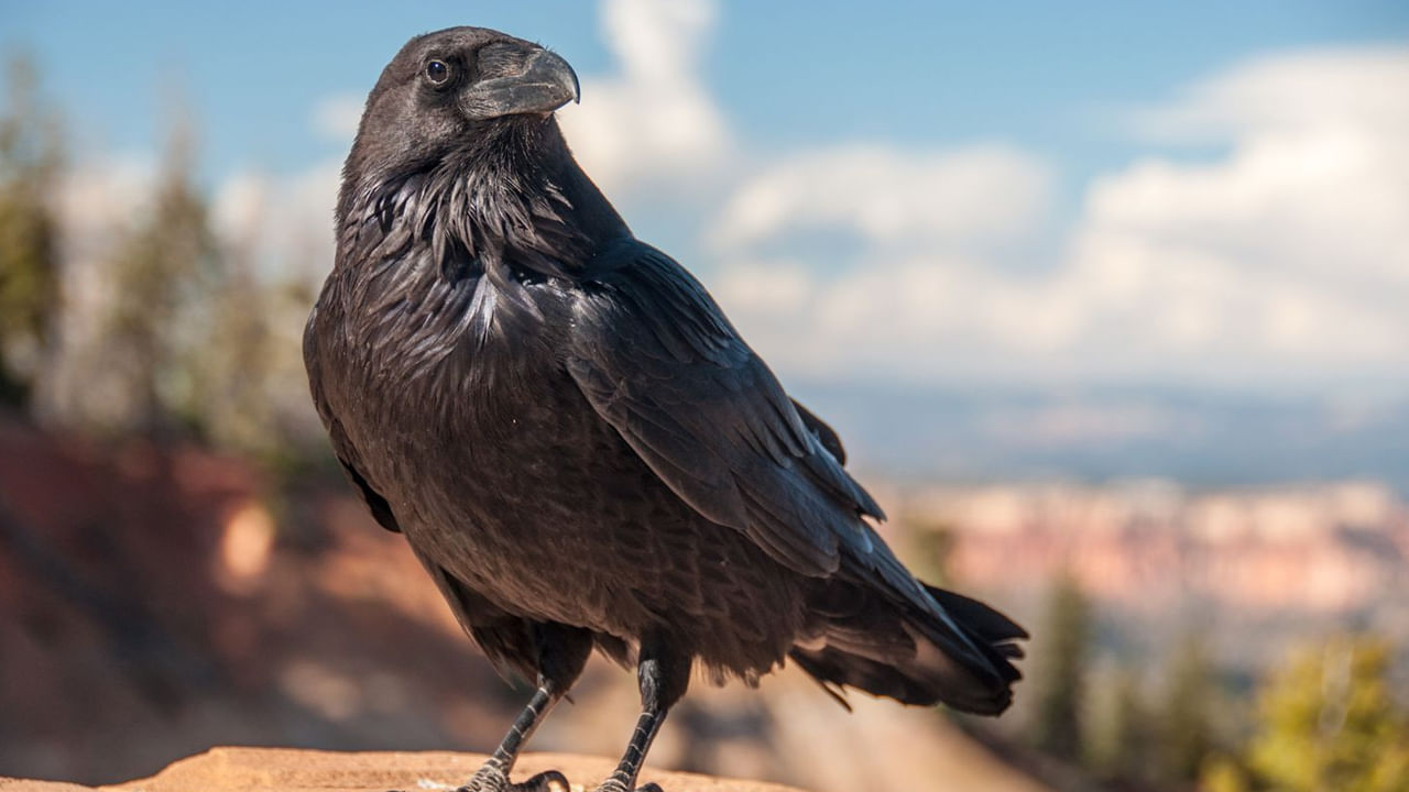 Crow At House