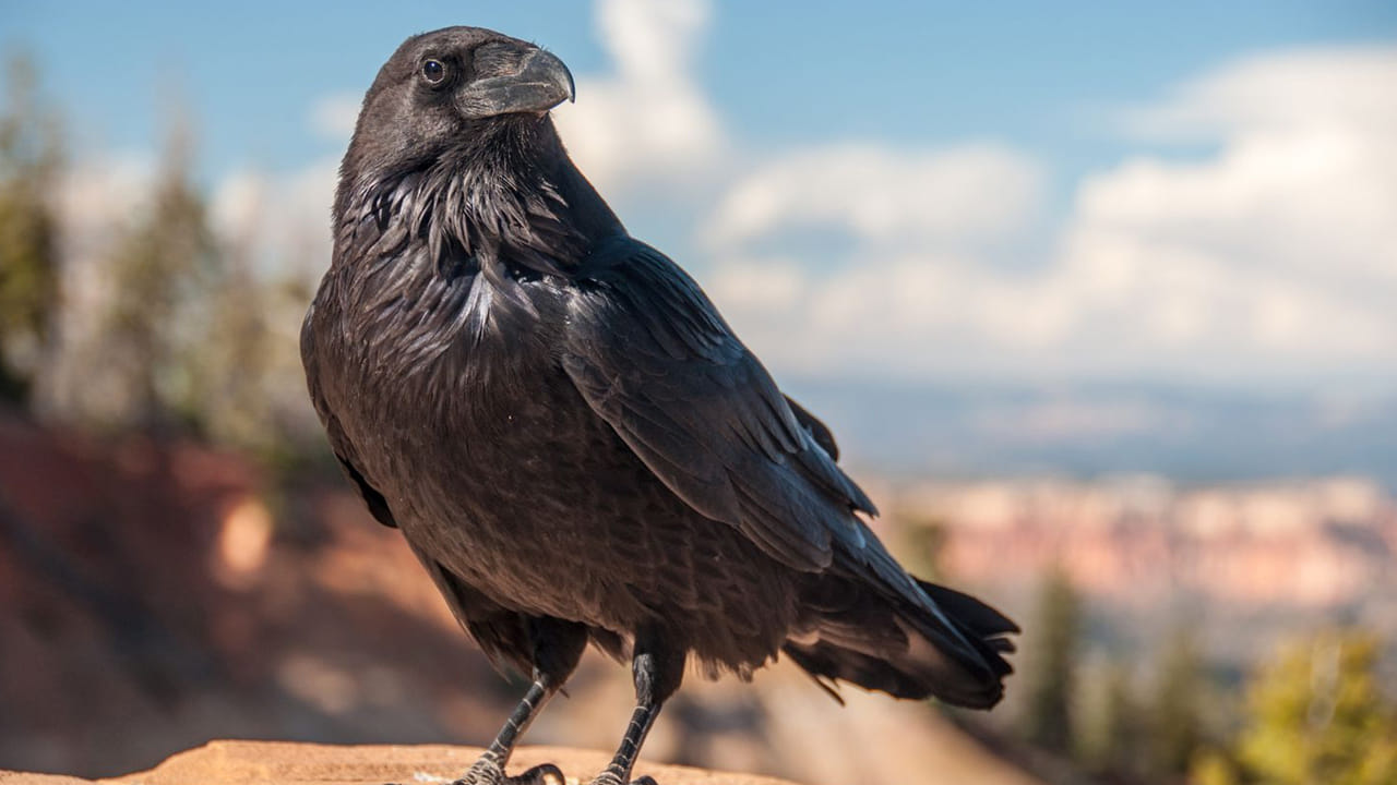 భారతీయ సంస్కృతిలో జంతువులు, పక్షులకు కూడా ప్రముఖ ప్రాధాన్యత ఇస్తారు. జంతువులు, పక్షుల ప్రవర్తనను కూడా లెక్కలోకి తీసుకుంటూ ఉంటారు. ముఖ్యంగా కాకుల గురించి ప్రత్యేకమైన పరిచయాలు అవసరం లేదు. కాకులు పర్యావరణానికి చేసే మేలు అంతా ఇంతా కాదు. కానీ కాకులను అశుభంగా భావిస్తారు.