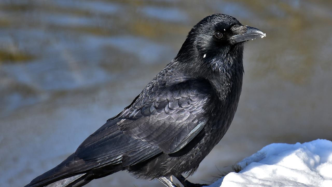 Crow Photo