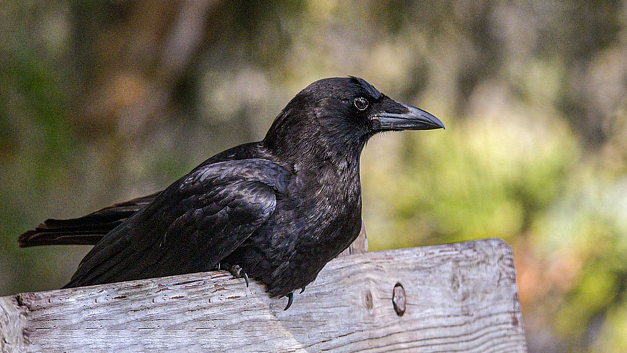 Crow Pic