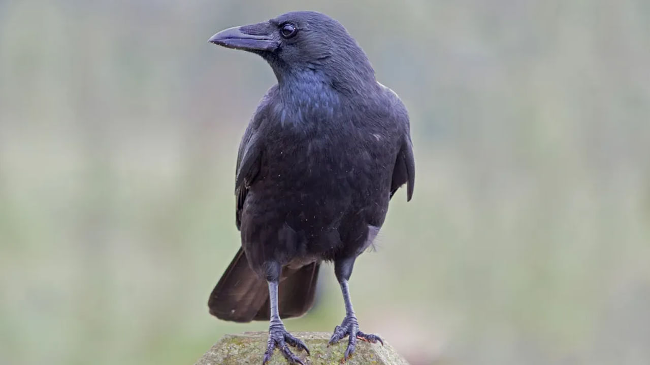 Crow Picture