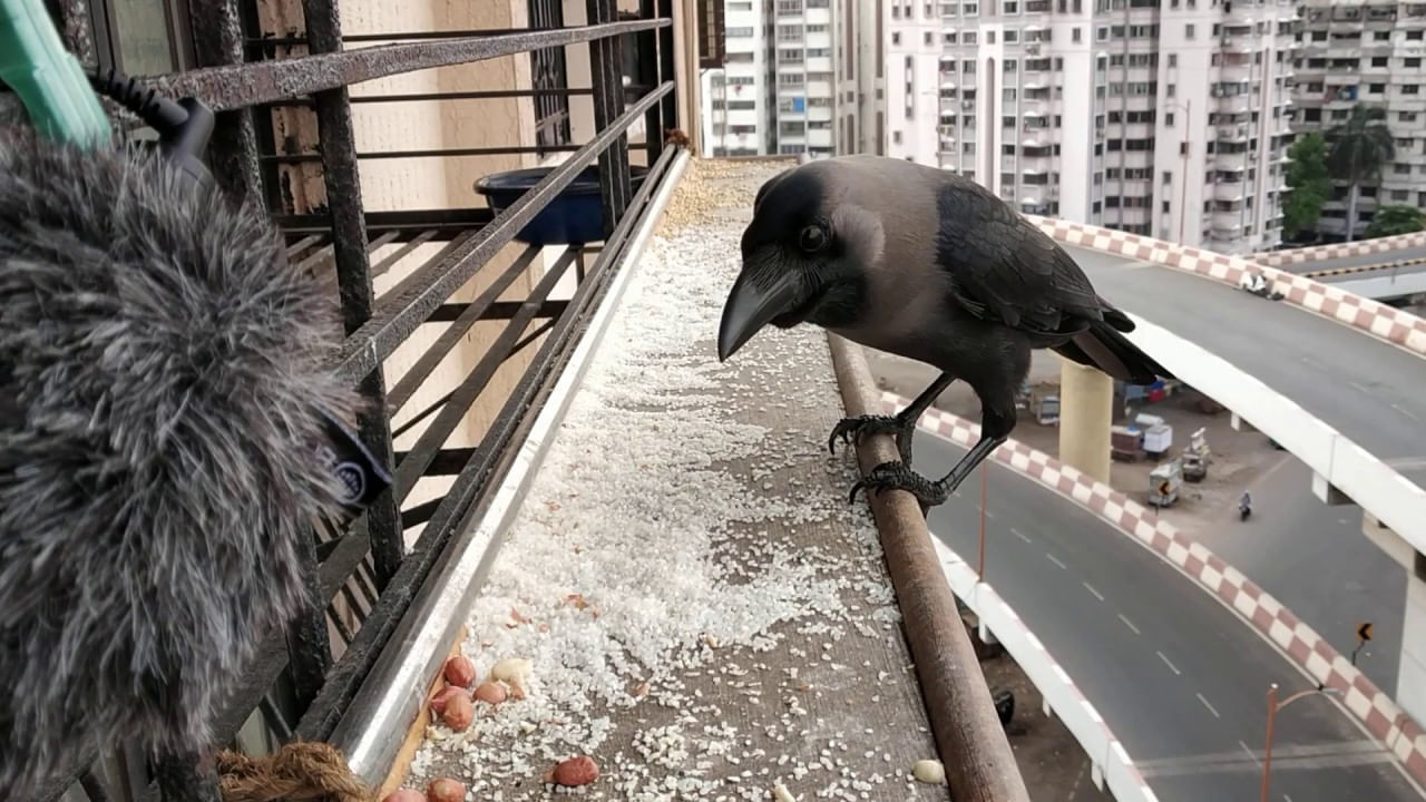 Crow