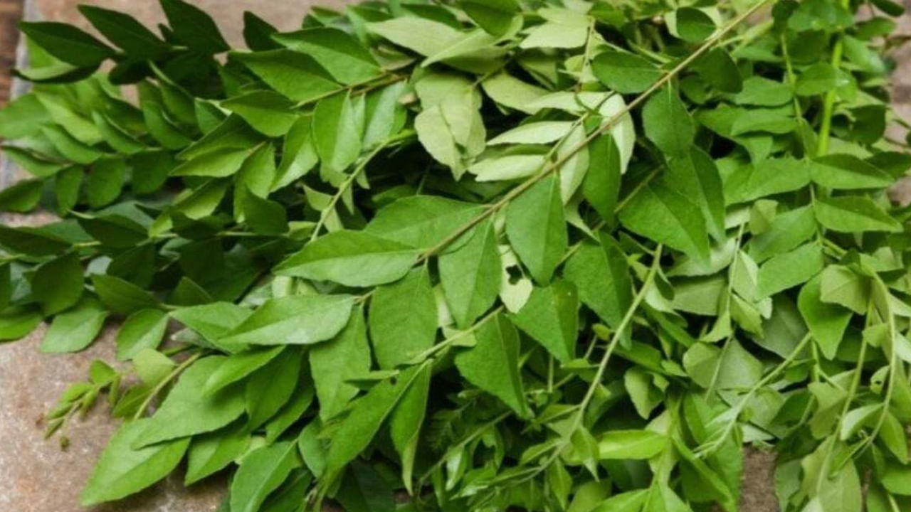 Curry Leaves