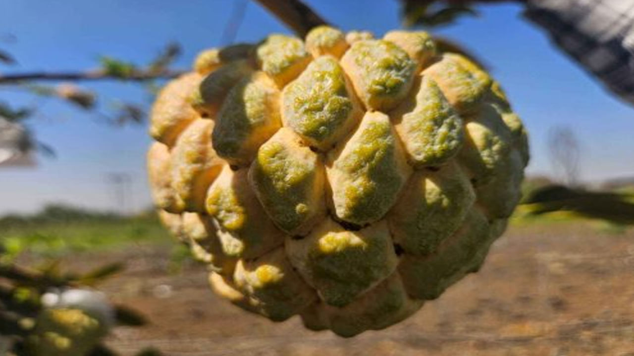 అధిక రక్తపోటుతో బాధపడేవారికి సీతాఫలం చాలా ప్రయోజనకరంగా పనిచేస్తుందని పోషకాహార నిపుణులు చెబుతున్నారు. ఇందులో పొటాషియం, మెగ్నీషియం ఉంటాయి. ఇది రక్త నాళాల మెరుగైన పనితీరును ప్రోత్సహిస్తుంది. ఈ పండు తియ్యగా ఉంటుంది. కానీ దాని గ్లైసెమిక్ లోడ్ తక్కువగా ఉంటుంది. దీని కారణంగా దీనిని డయాబెటిస్‌లో కూడా తినవచ్చు అంటున్నారు నిపుణులు. కానీ అధికంగా తినకుండా ఉండాలి.