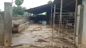 రాత్రి గేదెల డైరీ ఫాంకి వచ్చారు.. ఆ తర్వాత..