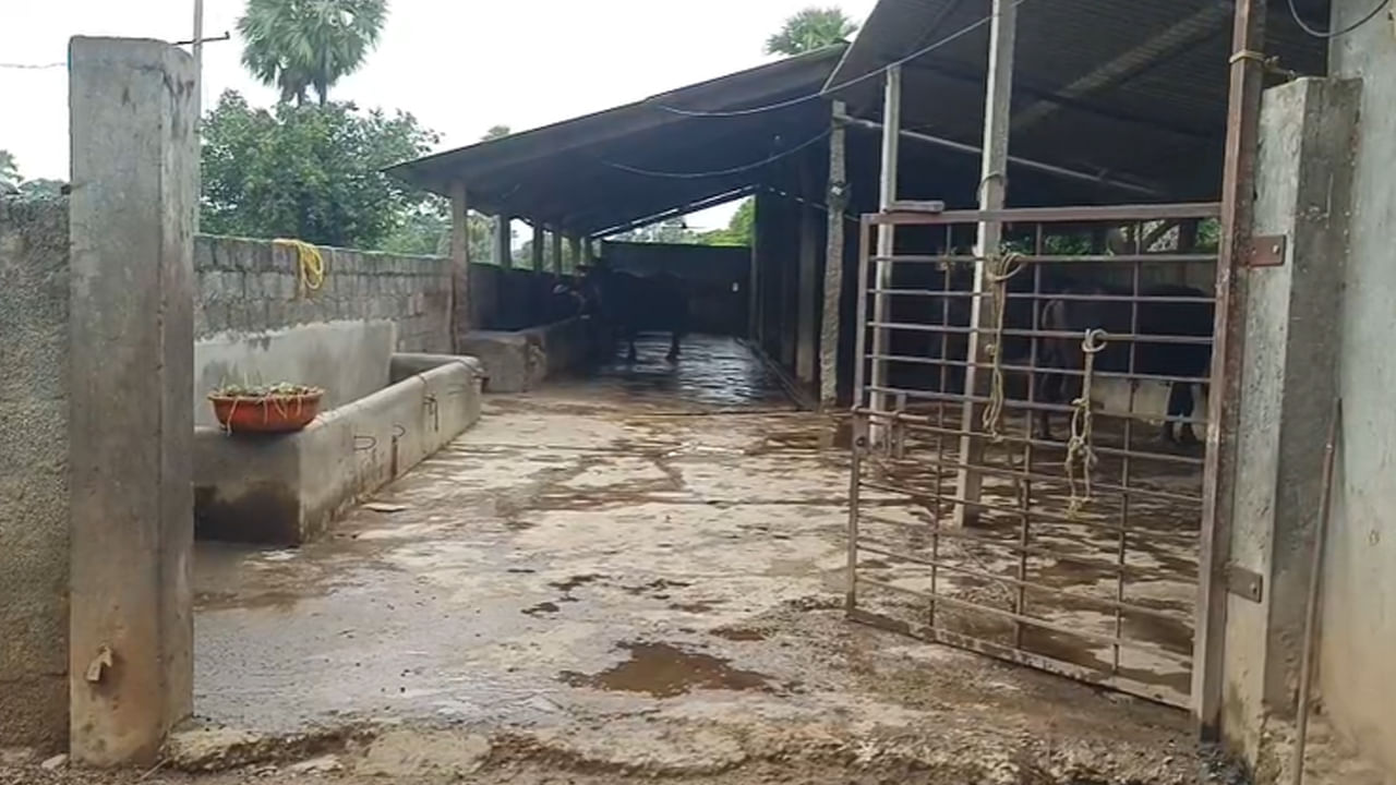 Telangana: రాత్రి గేదెల డైరీ ఫాంకి వచ్చారు.. ఓనర్ లోపల ఉంటే బయట తాళం వేశారు.. ఆ తర్వాత