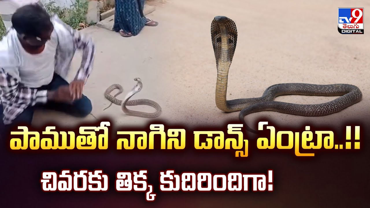 పడగ విప్పిన పాముతో డాన్స్ ఏంట్రా అయ్యా.. ఆలా చేస్తే ఇలానే అవుతుంది మరి