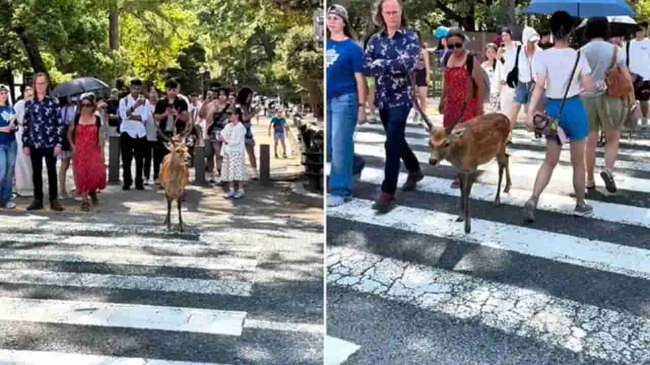 Viral Video: వావ్.. ఎంచక్కా ట్రాఫిక్ రూల్స్ పాటిస్తున్న జింకలు.. హృదయాన్ని హత్తుకుంటోంది!