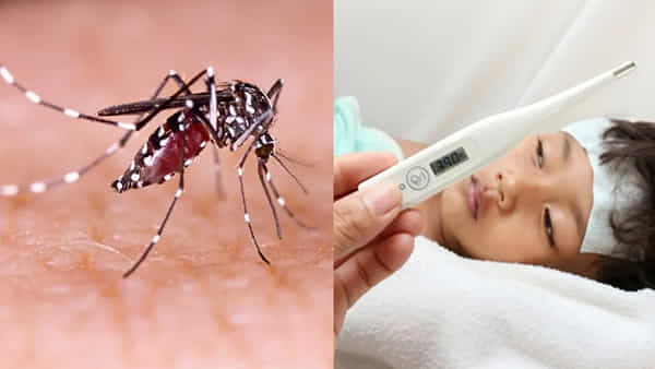 తెలుగు రాష్ట్రాల్లో విజృంభిస్తున్న డెంగ్యూ జ్వరాలు.. ఈ జాగ్రత్తలు పాటించకపోతే ముప్పే!