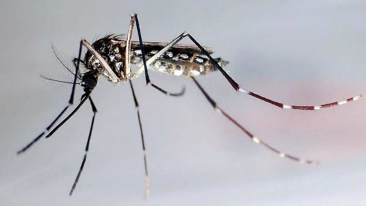 ఢిల్లీ AIIMS శాస్త్రవేత్తలు సాధారణ జ్వరం కంటే డెంగ్యూ వైరస్ శరీరానికి ఎలా హాని చేస్తుందో తెలుసుకోవడానికి పరిశోధనలు చేశారు. డెంగ్యూ శరీర నొప్పి లేదా అధిక జ్వరాన్ని కలిగించడమే కాకుండా, శరీర రక్షణ నిర్మాణాన్ని నెమ్మదిగా బలహీనపరిచే తెలివైన వైరస్ అని చెబుతున్నారు వైద్య నిపుణులు.