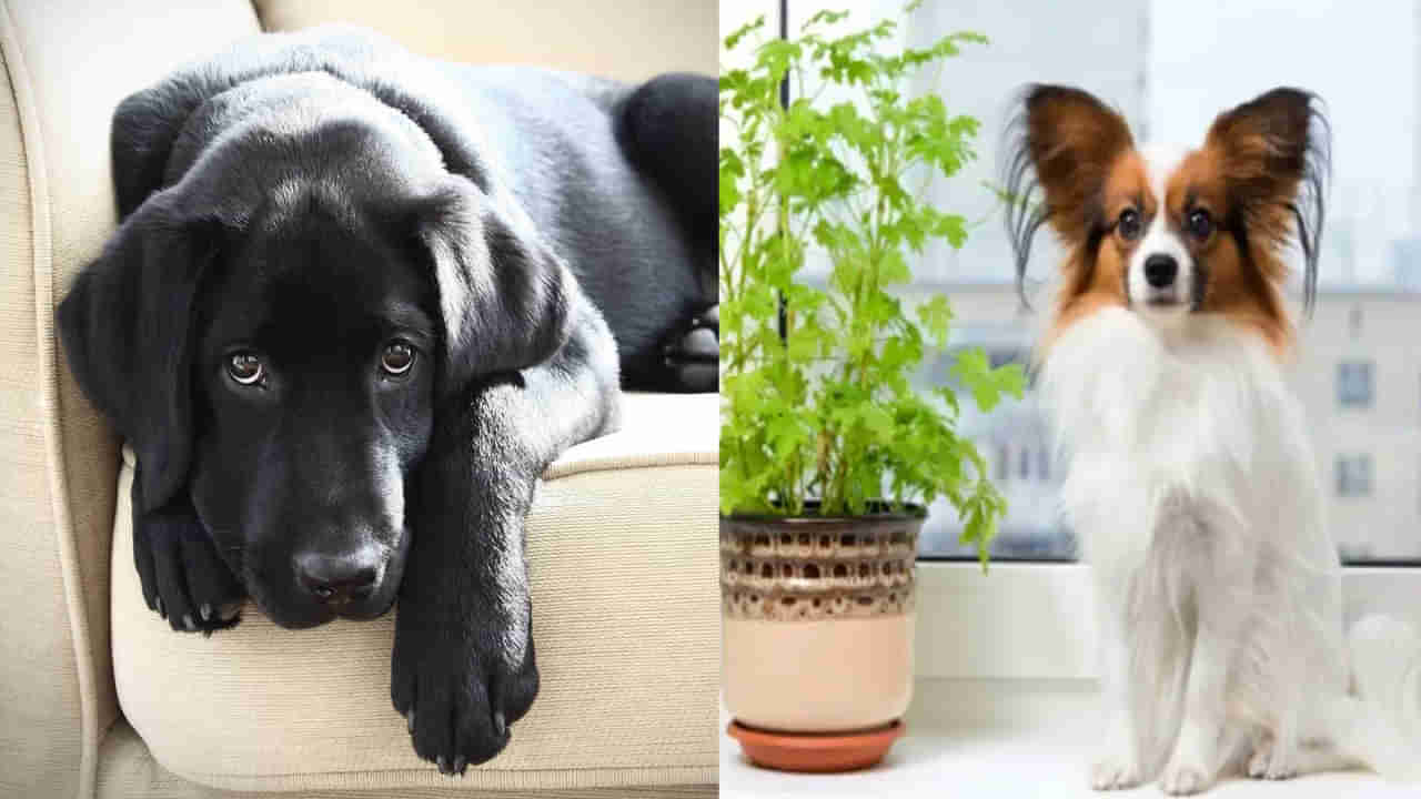 Dog Astrology: కుక్క విశ్వాసం గల జంతువే.. ఇంట్లో కుక్కని పెంచుకుంటే ఏ గ్రహాలు బలపడతాయో తెలుసా..