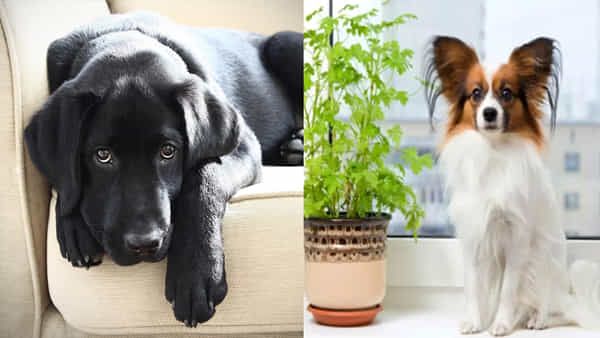Dog Astrology: కుక్క విశ్వాసం గల జంతువే.. ఇంట్లో కుక్కని పెంచుకుంటే ఏ గ్రహాలు బలపడతాయో తెలుసా..
