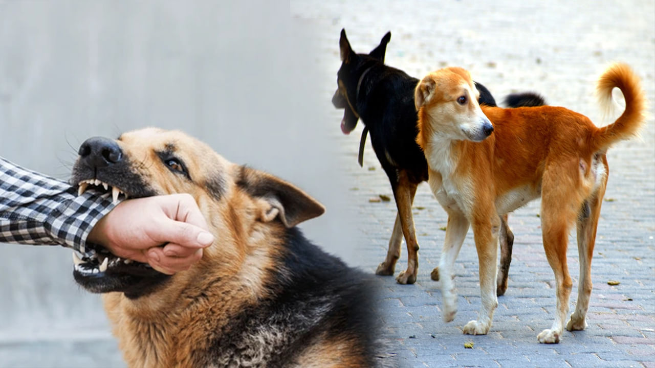 Dog Bite Diseases: కుక్క కాటు వల్ల ఎలాంటి వ్యాధులు వచ్చే ప్రమాదం ఉంది? – Telugu News | Dog bite diseases after how many hours injection is important