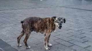 ఉధృతంగా ప్రవహిస్తున్న వాగు.. చెప్పినా వినకుండా దాటే ప్రయత్నం.. చూస్తుండగానే..