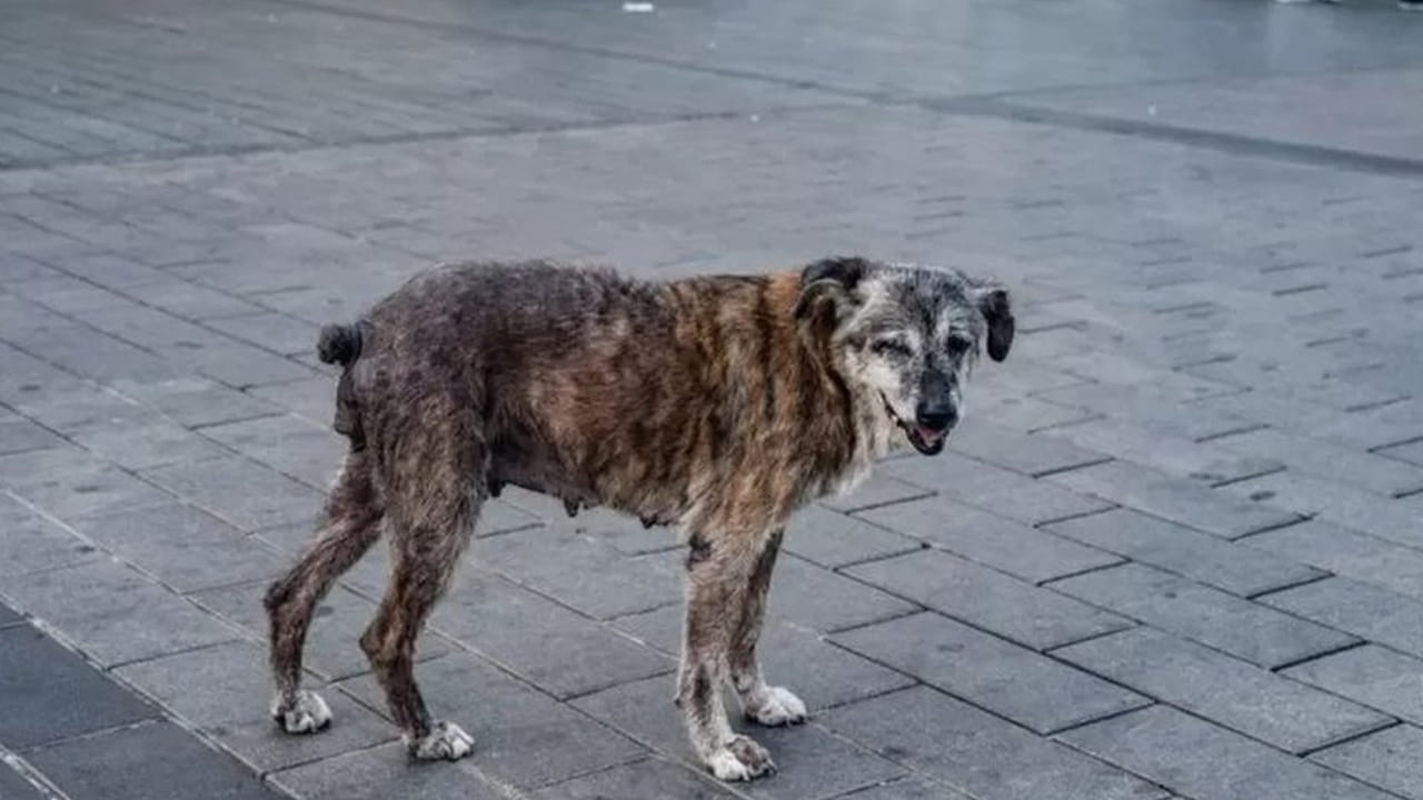 ఆ జిల్లా వాసులను హడలెత్తిస్తున్న పిచ్చికుక్క.. ఒక్క నెలలో ఎంమందిని కరిచిందో తెలిస్తే..