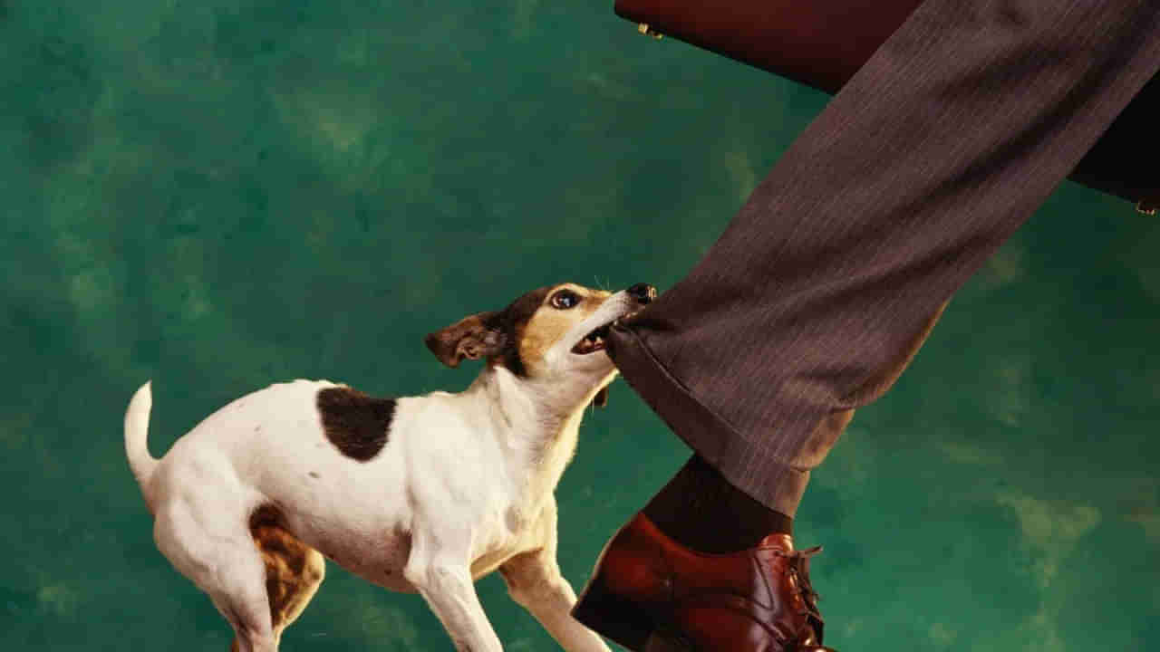 Dog Bite: కుక్క కరిచిన వెంటనే ఏంచేయాలి..? ఎన్ని ఇంజెక్షన్లు తీసుకోవాలి..? ఈ తప్పులు అసలు చేయొద్దు..