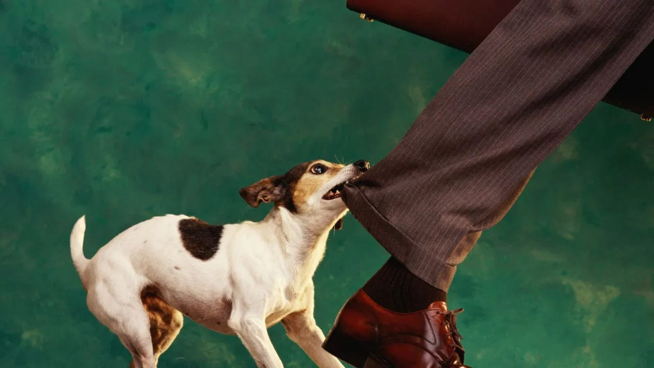 Dog Bite: కుక్క కరిచిన వెంటనే ఏంచేయాలి..? ఎన్ని ఇంజెక్షన్లు తీసుకోవాలి..? ఈ తప్పులు అసలు చేయొద్దు..