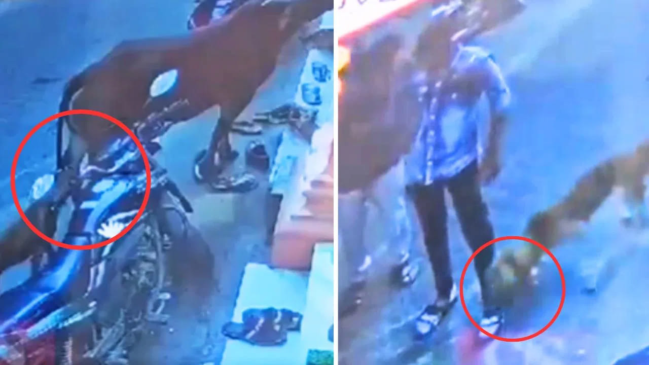 Viral Video: ఓరి దేవుడా.. గాలికిపోయే కంపను తగిలించుకోవడం అంటే ఇదేనేమో.. అసలు ట్విస్ట్‌ చూస్తే మైండ్‌ బ్లాంకే