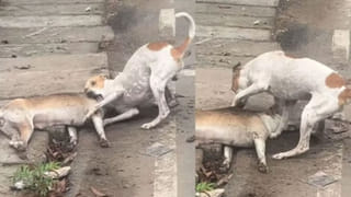 Viral Video: అది బొమ్మకాదురయ్యా.. ఎటమటం అయిందనుకో పోతవురరేయ్‌… చోటుగాడి గట్స్‌కు నెటిజన్స్‌ షాక్‌!