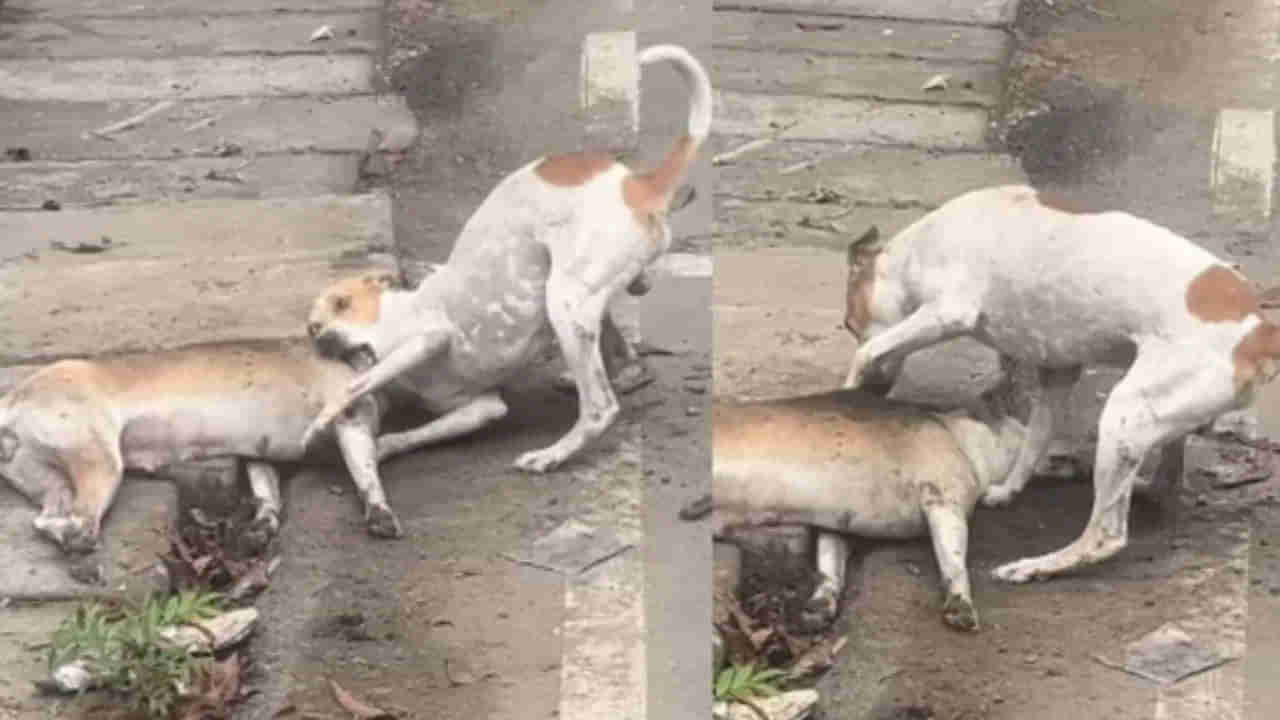 Viral Video: పాపం దానికి తెల్వదు స్నేహితుడు ఇక లేడని... నెటిజన్స్‌ను కన్నీరు పెట్టిస్తున్న వైరల్‌ వీడియో