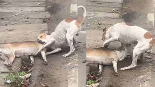 Viral Video: పాపం దానికి తెల్వదు స్నేహితుడు ఇక లేడని... నెటిజన్స్ను కన్నీరు పెట్టిస్తున్న వైరల్ వీడియో
