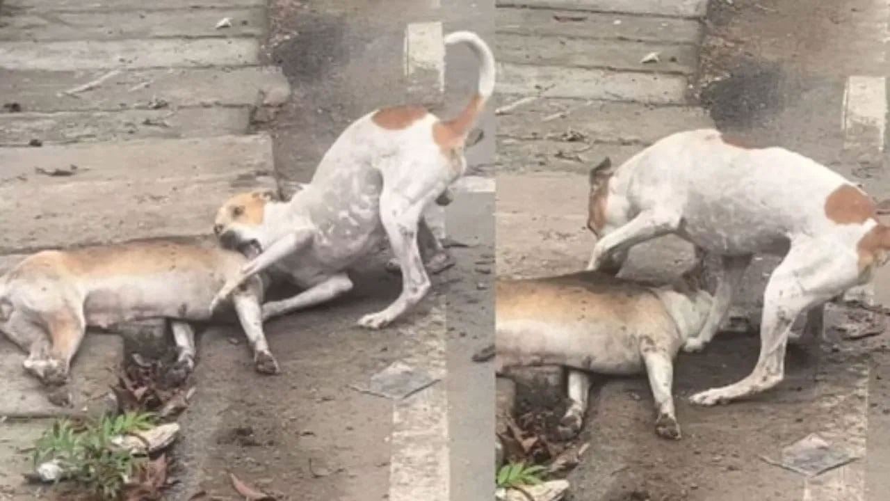 Viral Video: పాపం దానికి తెల్వదు స్నేహితుడు ఇక లేడని... నెటిజన్స్‌ను కన్నీరు పెట్టిస్తున్న వైరల్‌ వీడియో