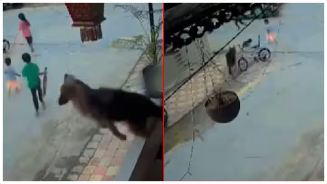 Viral Video: పిల్లవాడి ప్రాణాలను కాపాడేందుకు కుక్క ఏం చేసిందో చూడండి.. వీడియో చూస్తే వావ్ అంటారు!