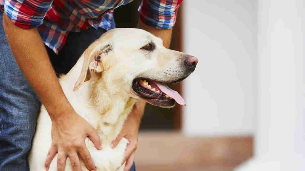 Dogs: కుక్క ఎప్పుడు దాడి చేస్తుందో తెలుసా..? ఈ విషయాలు తెలిస్తే ఈజీగా తప్పించుకోవచ్చు..