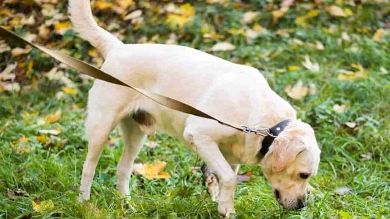 వారెవ్వా.. మనిషి రోగాన్ని క్షణాల్లో చెప్పేస్తున్న కుక్కలు.. స్టార్టప్ అద్భుత ఘనత..