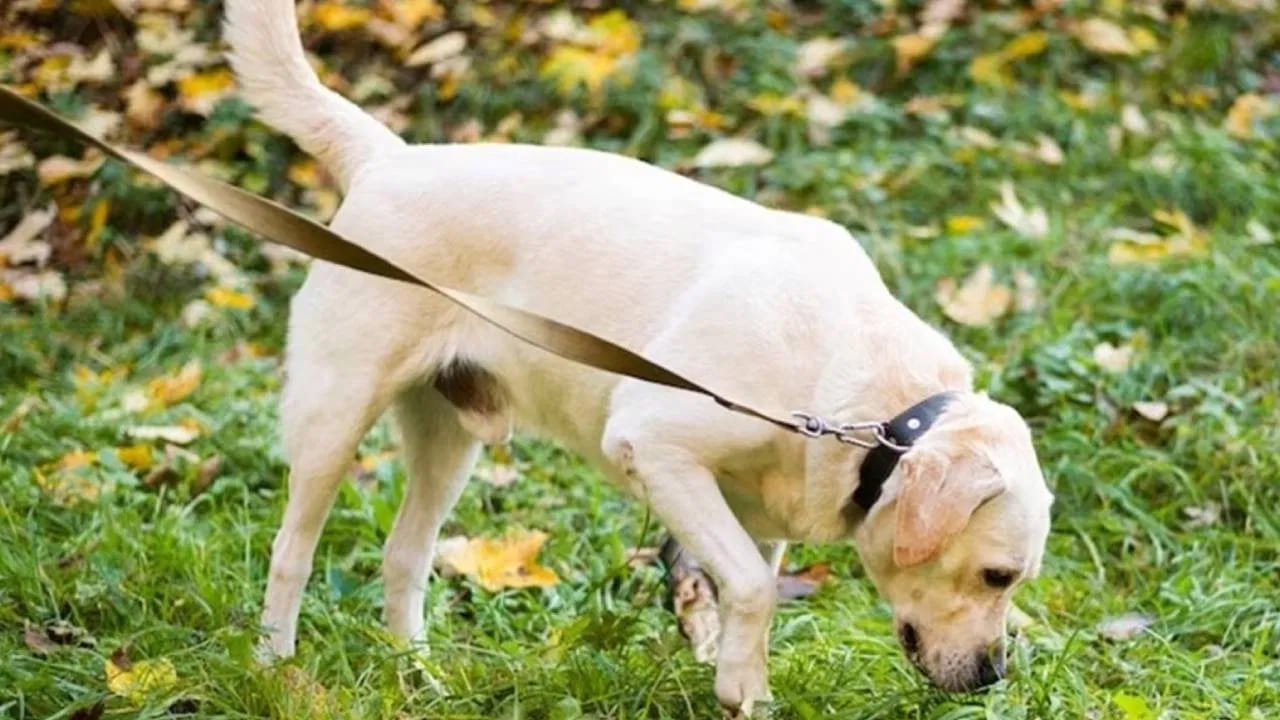 వారెవ్వా.. మనిషి రోగాన్ని క్షణాల్లో చెప్పేస్తున్న కుక్కలు.. స్టార్టప్ అద్భుత ఘనత..