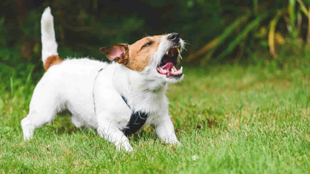 Dogs Barking: కొంత మంది వ్యక్తులపై మాత్రమే కుక్కలు ఎందుకు మొరుగుతాయో తెలుసా..