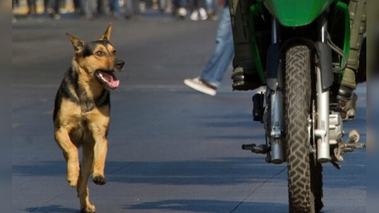 వీధి కుక్కలు పలు చోట్ల పాదచారులపై దాడులకు తెగబడుతున్న సంగతి తెలిసిందే. నిత్యం ఇలాంటి కేసులు వందల్లో వస్తున్నాయి. అయితే ఒక్కోసారి సైకిళ్లు, కార్లు , కదిలే వాహనాల వెనుక పరుగెత్తుతాయి. దీని వల్లన అనుకోని ప్రమాదాలు కూడా జరుగుతాయి.