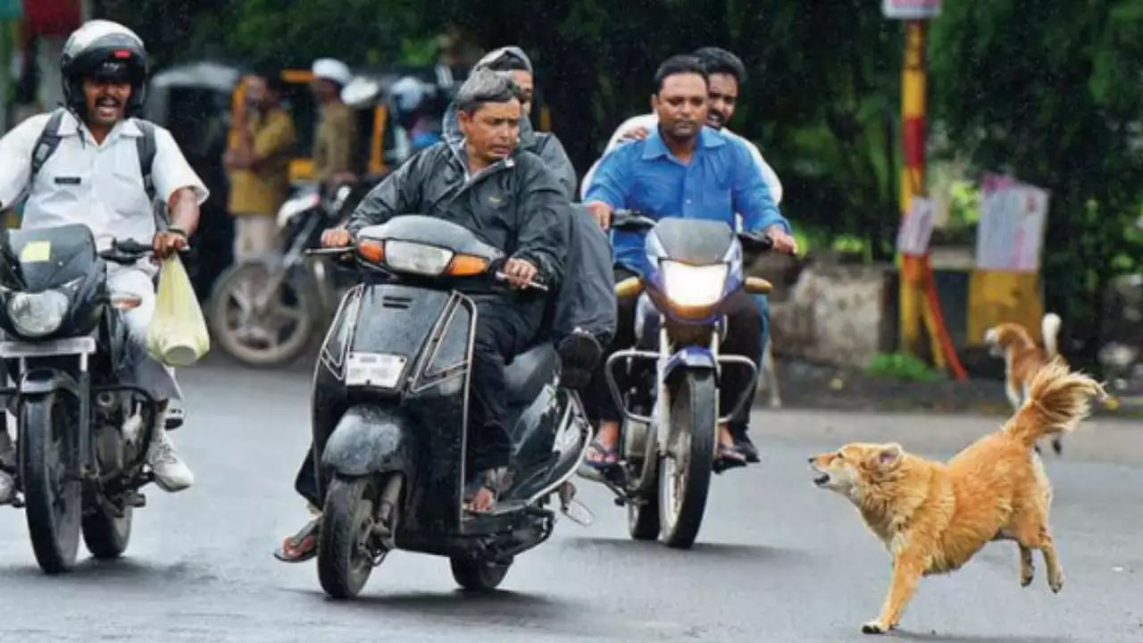 నెమ్మదిగా వెళ్తున్నా కుక్కలు మిమ్మల్ని వెంబడించడానికి వస్తే.. ఒకసారి బైక్‌ను ఆపి, మళ్లీ నెమ్మదిగా అక్కడి నుంచి దూరంగా వెళ్లండి. బదులుగా ఈ సమయంలో బైక్‌ను వేగంగా నడిపితే మాత్రం కుక్కలు ఎక్కువగా వెంటాడతాయి. ఒకే చోటు రెండు కంటే ఎక్కవ కుక్కలు ఉంటే వాటి మధ్యలో నుంచి కాకుండా మరో పక్క నుంచి వెళ్లడం బెటర్‌.