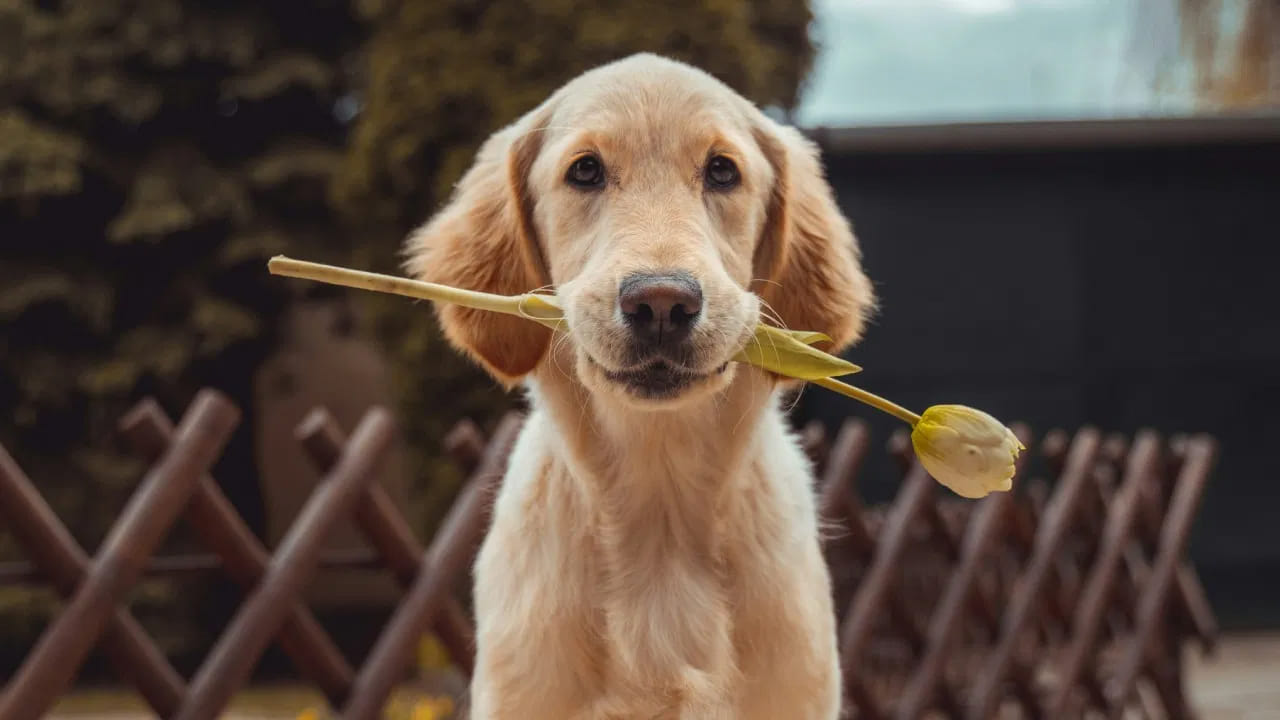 కుక్కలు ఒకదానితో ఒకటి సంభాషించడానికి మూత్రాన్ని ఉపయోగిస్తాయి. కుక్కలు ఎల్లప్పుడూ వాటి వాసన ఎక్కువసేపు ఉండే ప్రదేశాలలోనే మూత్ర విసర్జన చేస్తాయి. అవి నేలపై మూత్ర విసర్జన చేస్తే నీరు, దుమ్ము కారణంగా వాసన త్వరగా మాయమవుతుంది. అదే లోహపు స్తంభాలు, రబ్బరు టైర్లు వంటి వస్తువులపై మూత్రం వాసన ఎక్కువసేపు ఉంటుంది. అందుకే కుక్కలు నేరుగా నేలపై కాకుండా నిలువుగా , మన్నికైన వస్తువులపై మూత్ర విసర్జన చేయడానికి ఇష్టపడతాయి.