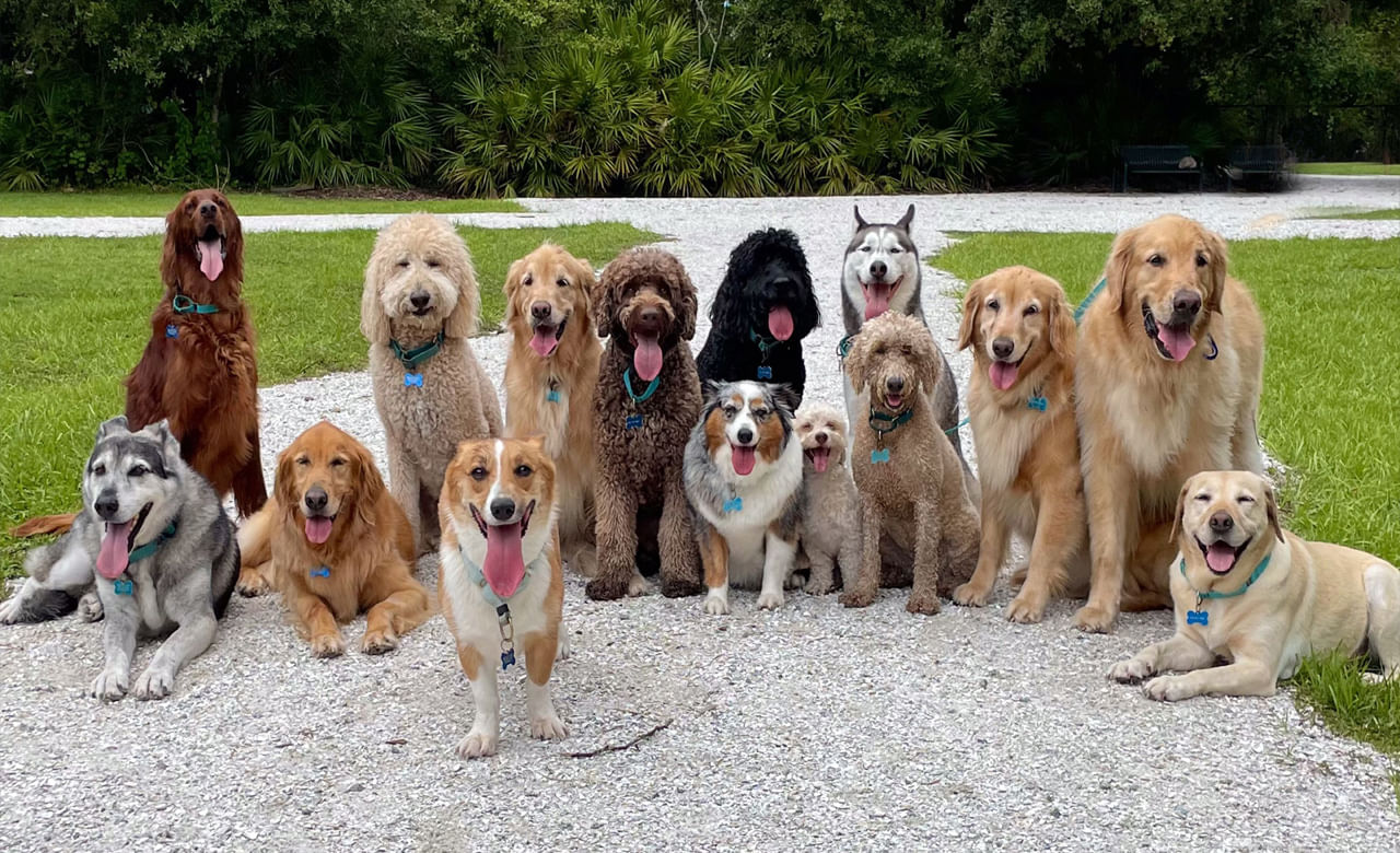 Dogs Population: కుక్కల ప్రేమికులా..! ప్రపంచంలో ఏ దేశంలో కుక్కలంటే ఎక్కువ మక్కువ? మన దేశం ఏ స్థానంలో ఉందంటే – Telugu News | Population of dogs: 10 countries with most dogs in the world, know India stands on the list