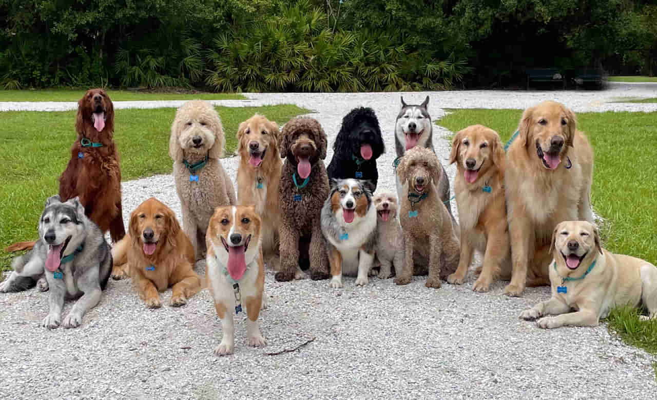 Dogs Population: కుక్కల ప్రేమికులా..! ప్రపంచంలో ఏ దేశంలో కుక్కలంటే ఎక్కువ మక్కువ? మన దేశం ఏ స్థానంలో ఉందంటే