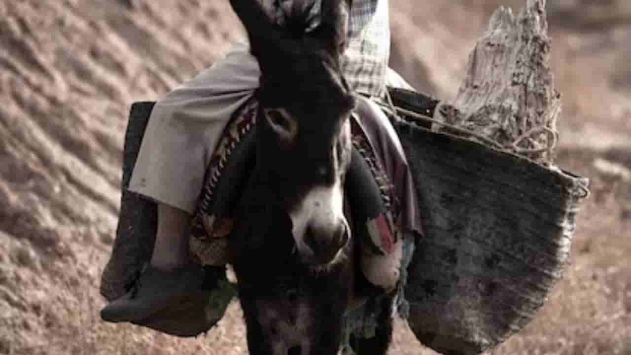 యువకుడిని గాడిదపై తలక్రిందులుగా కూర్చో బెట్టి.. శశ్మానం చుట్టూ తిప్పిన గ్రామస్తులు!