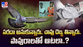 సరదా అనుకున్నారు.. చావు దెబ్బ తిన్నారు.. పావురాలతో ఆటలా సరదా అనుకున్నారు.. చావు దెబ్బ తిన్నారు.. పావురాలతో ఆటలా